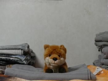 Unnamed 6 (Red Fox, Royal)